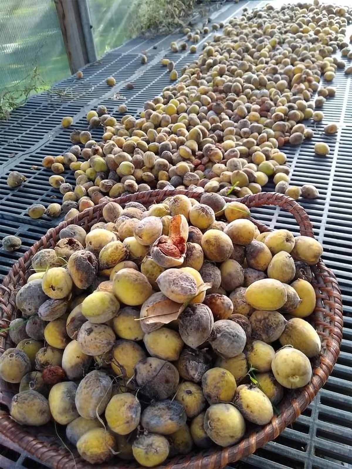 Fresh almonds harvested from a Javid Iranian almond tree in Indiana