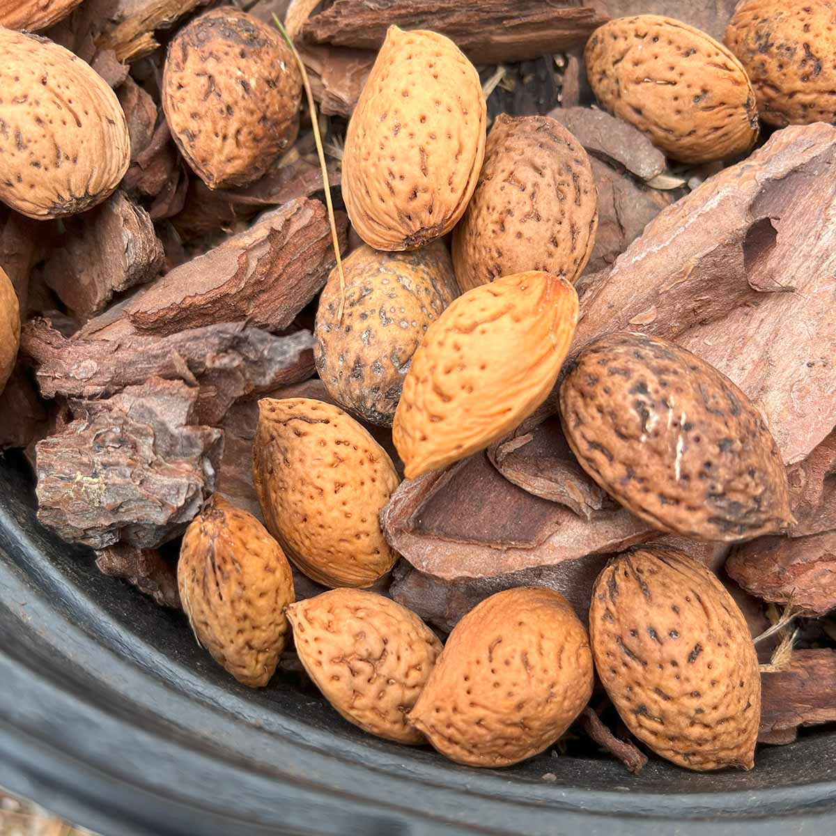 Raw almonds from Javid's Iranian almond tree