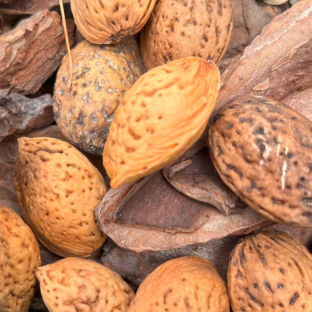 A closeup of Javid Iranian almonds that I'm growing in the Chicago area, zone 5b, 6a