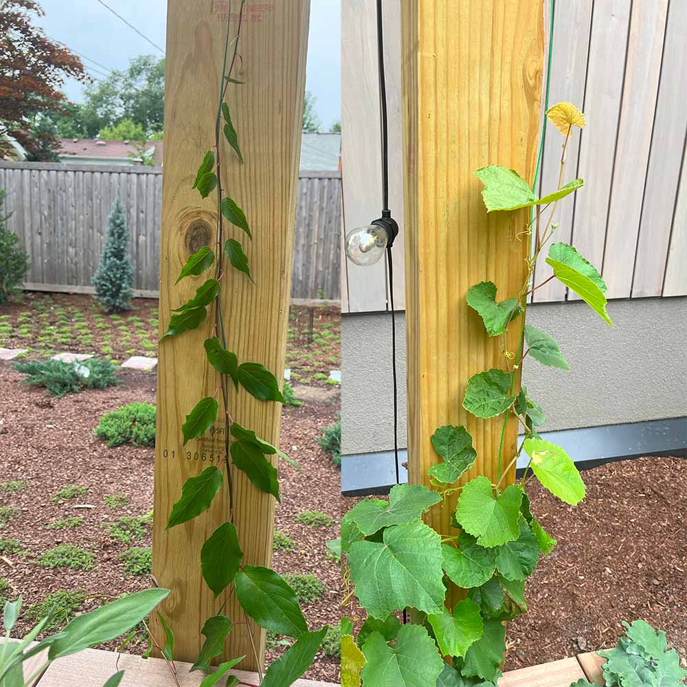 A hardy kiwi and a grape vine that both need protection from cicadas