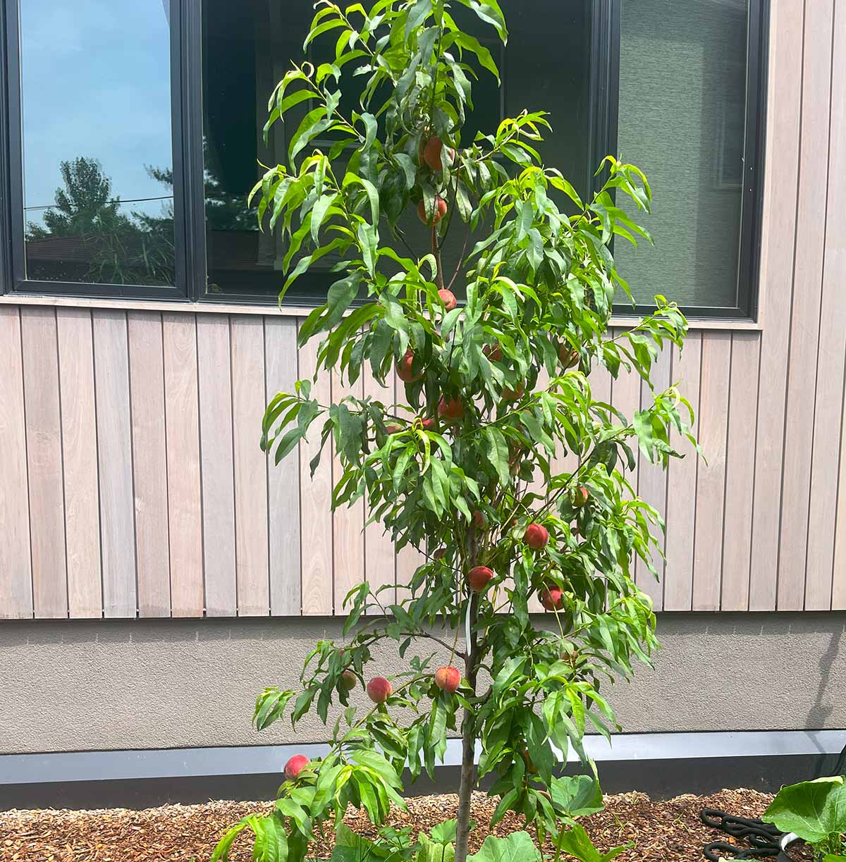 cherry tree bird netting stops protects peach, fruit crops