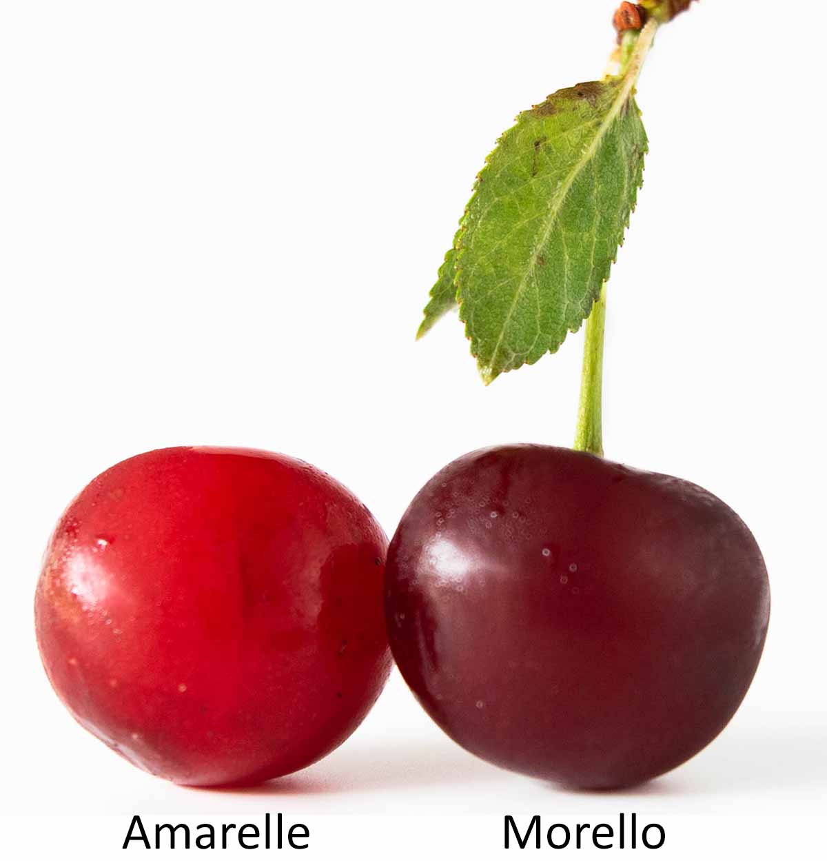 A bright red amarelle sour cherry next to a dark red morello sour cherry