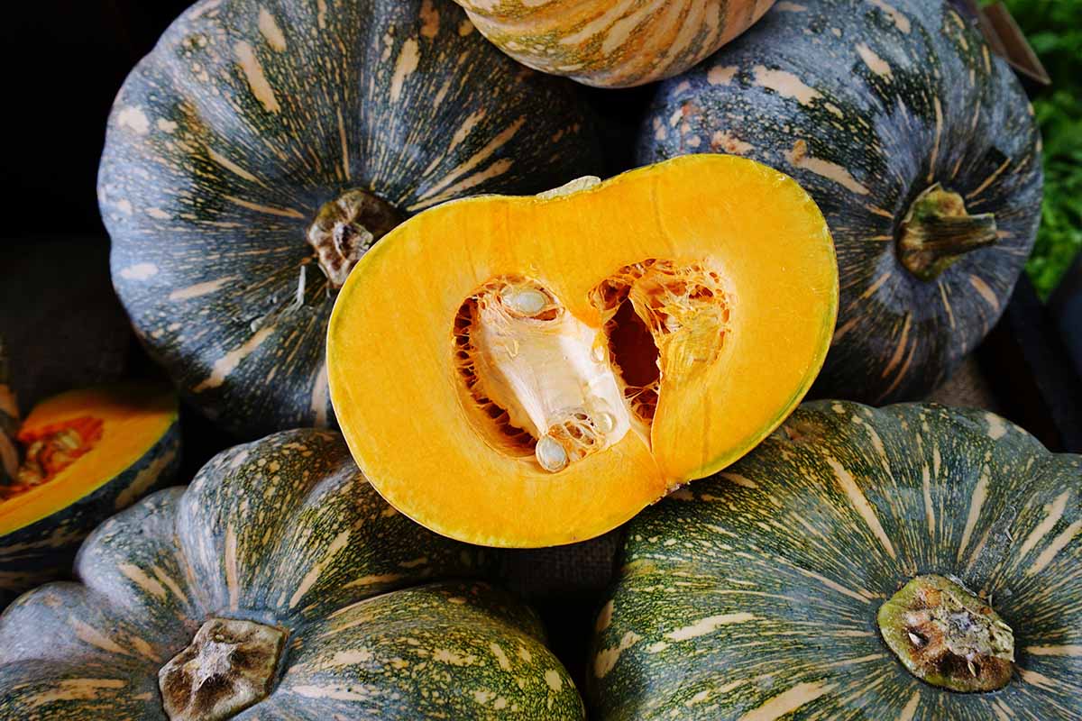 A pile of kabocha squash in season, with one cut in half to expose the deep orange-yellow flesh and seeds.