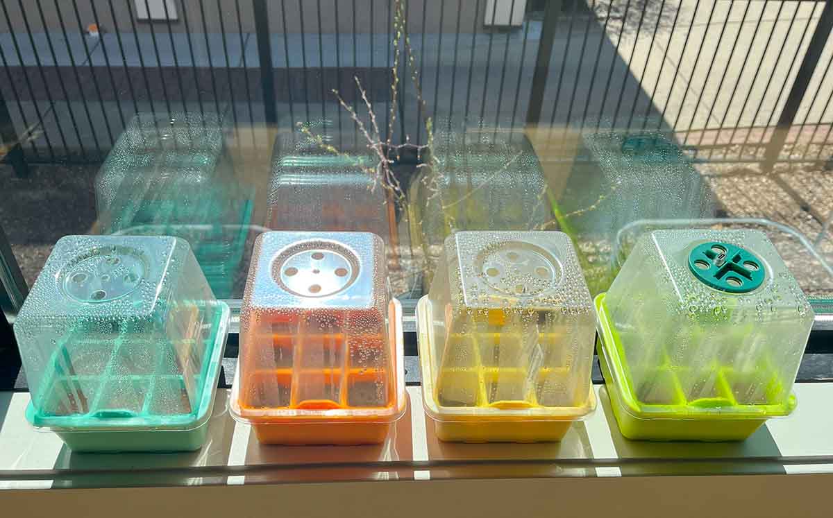 Silicon seed starting trays with humidity domes and grow lights in the windowsill