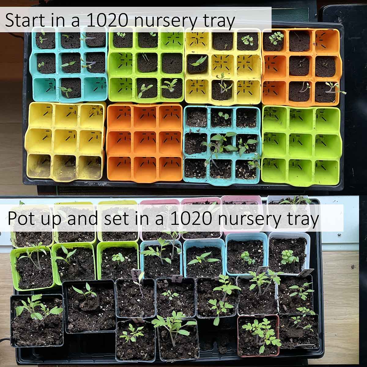 Seed starting trays in a black plastic nursery tray, which are then potted up.
