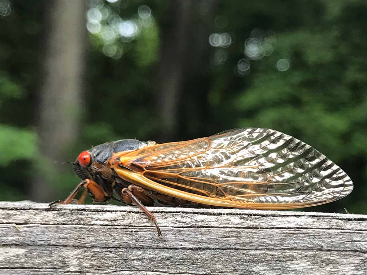 A winged cicada on a fence post, brood XIX.