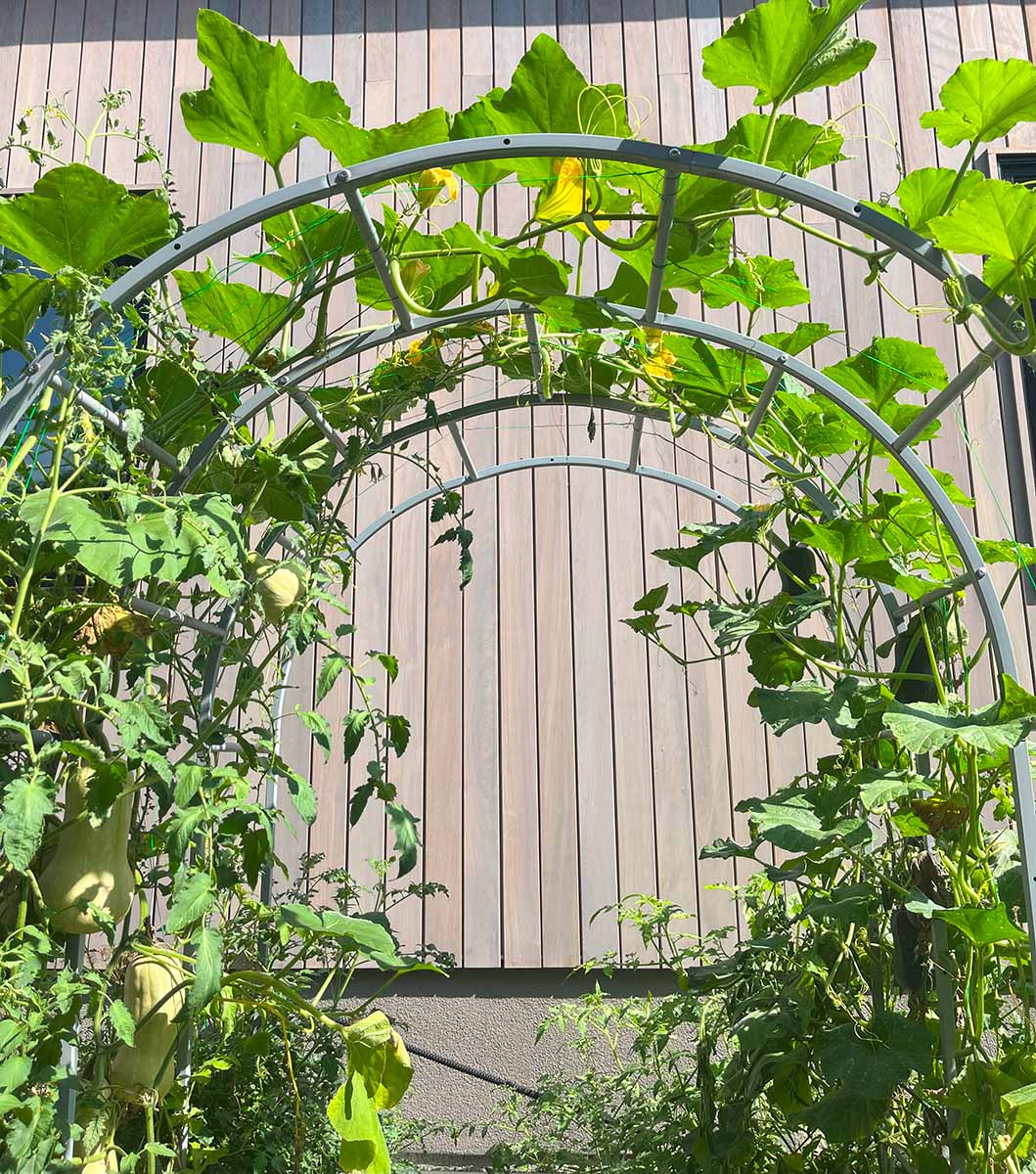 An arched trellis with butternut squash vines climbing over the top