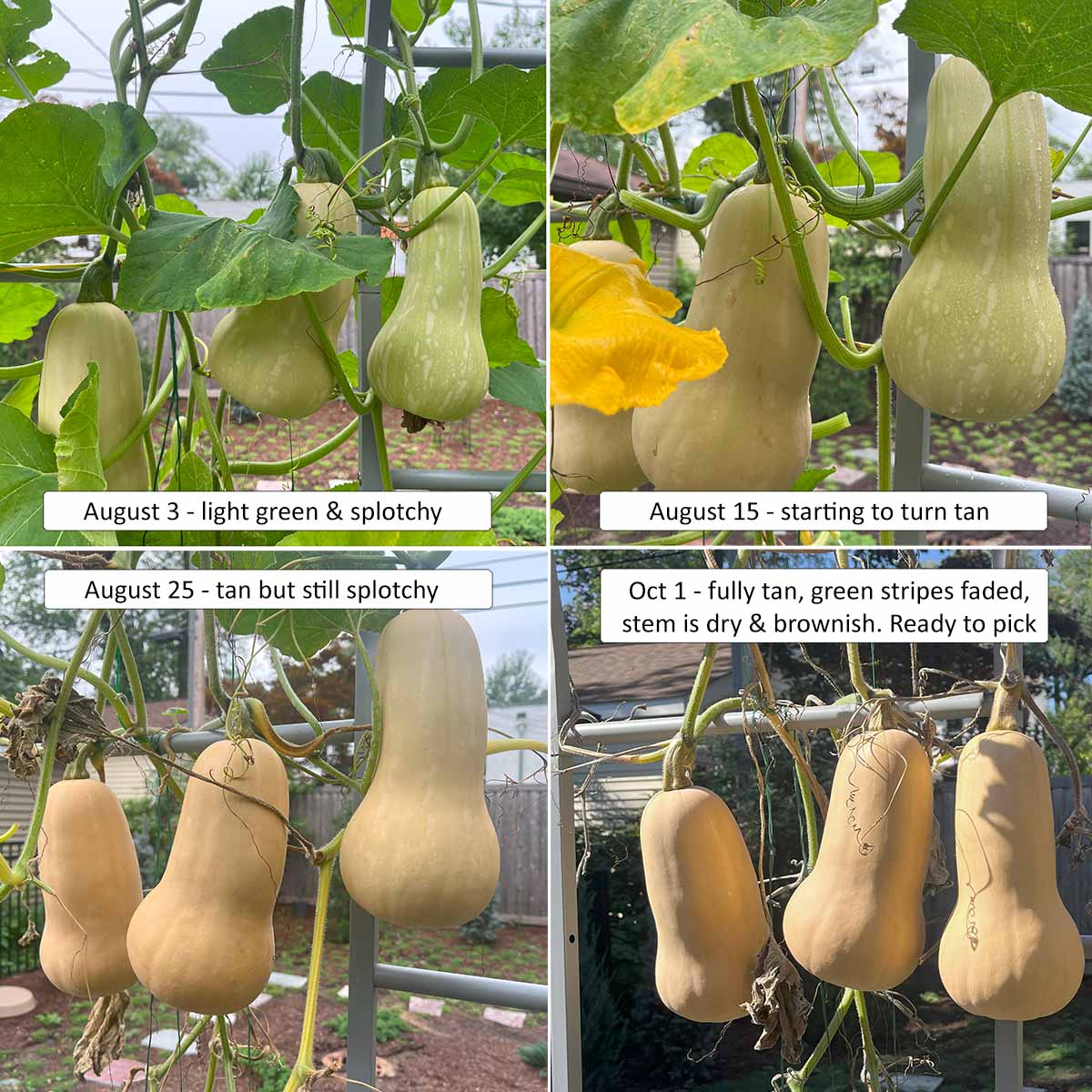 A grid of 4 pictures showing the stages of butternut squash as they ripen. They turn from light green and splotchy to fully tan with dry stems.