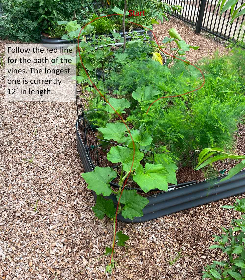 A butternut squash vine trailing along the ground, at 12 feet long