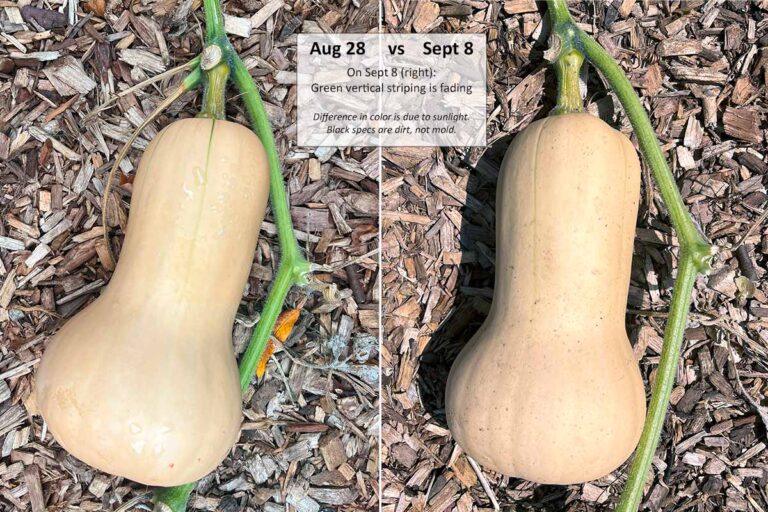 When to harvest butternut squash ripening stages Ask the Food Geek