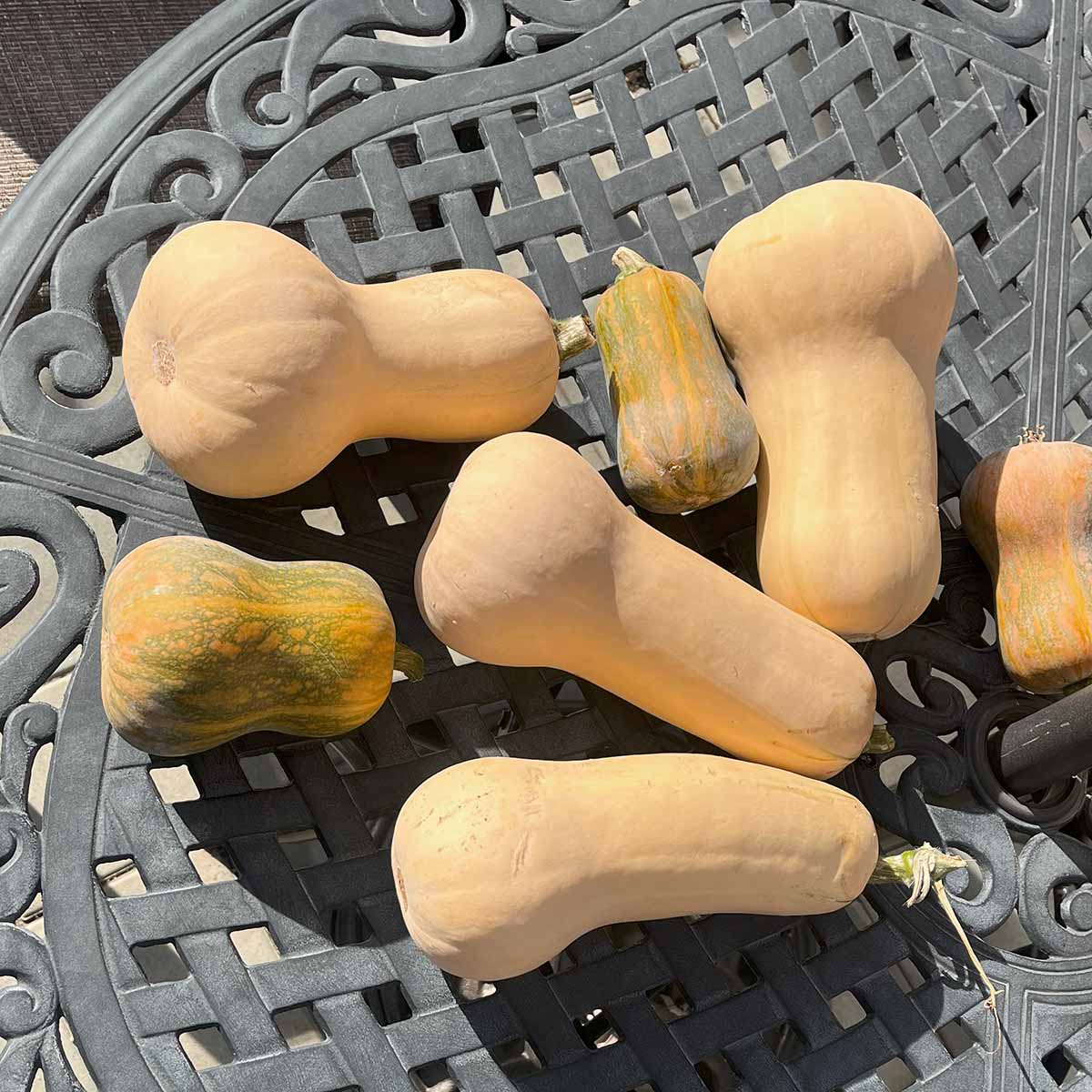 Butternut squash and honeynut squash curing on top of a table outdoors