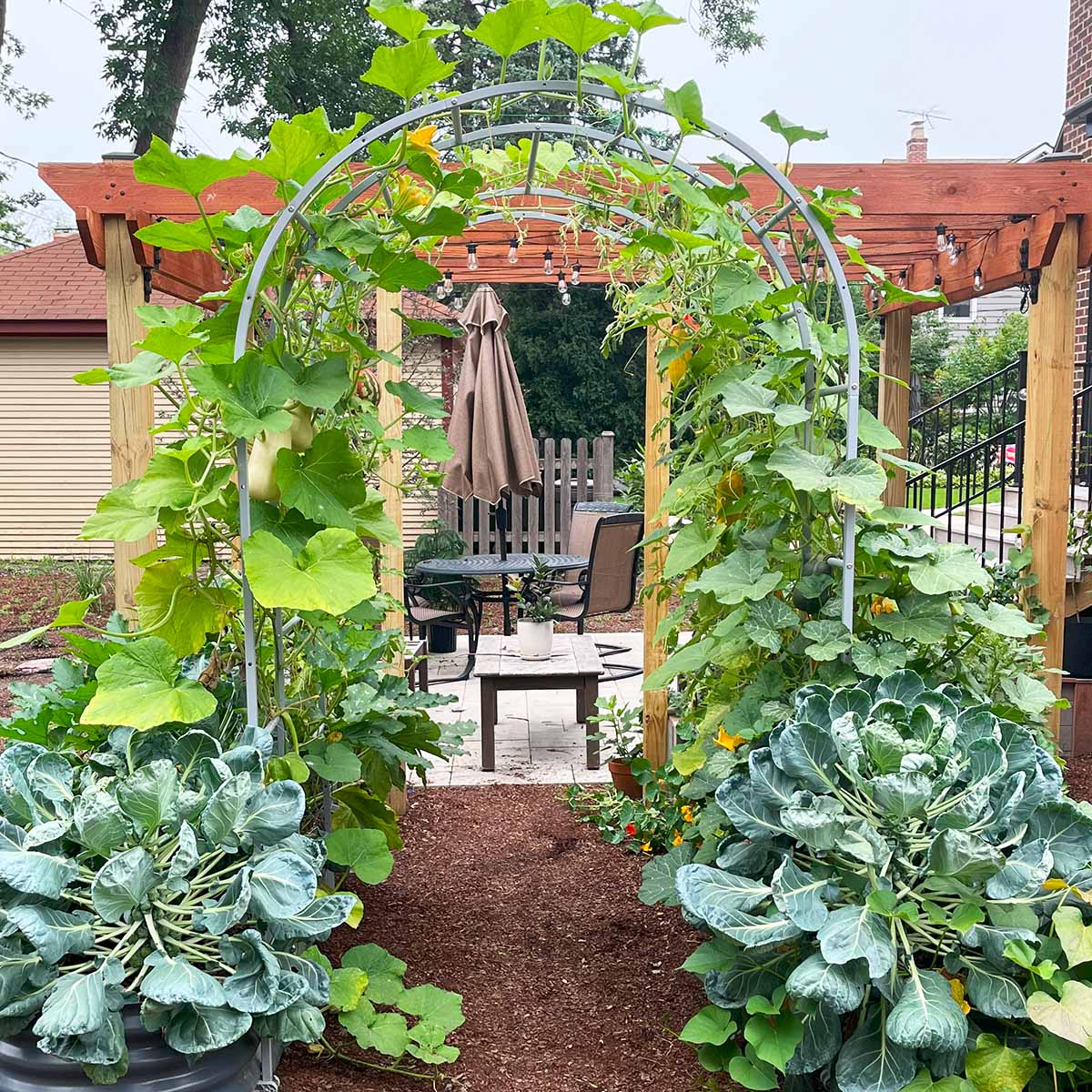 Butternut squash climbing up a trellis in raised garden beds