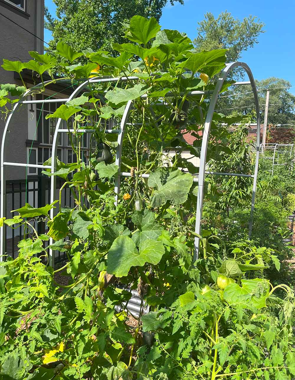 A garden arch trellis with butternut squash climbing up, next to tomato plants.