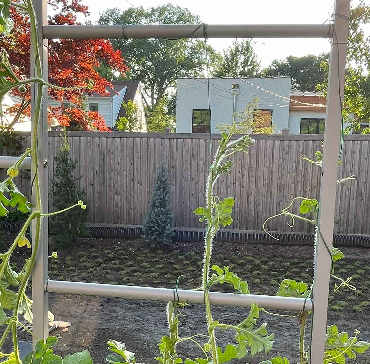 A garden trellis with wire to help grow vines up vertically