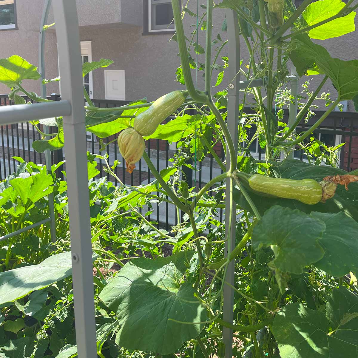 Trellised butternut squash vines with small squash forming