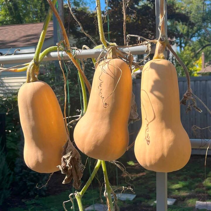 When to harvest butternut squash ripening stages Ask the Food Geek