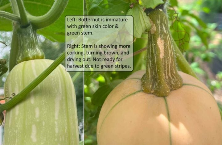 When to harvest butternut squash: ripening stages - Ask The Food Geek