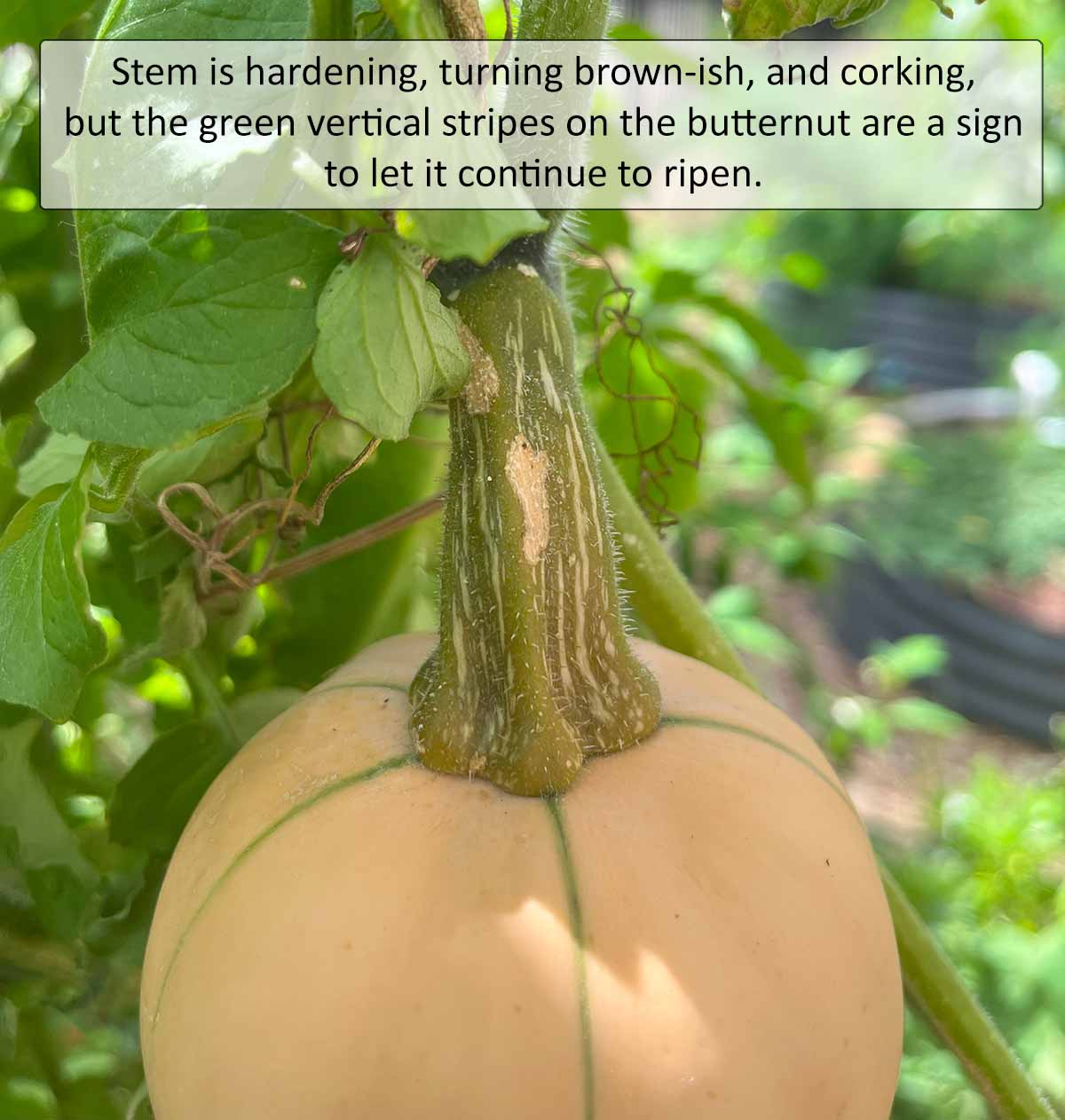 A closeup of a butternut squash turning brown and corking.