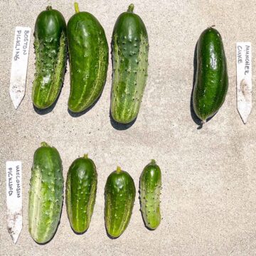 A test to find the best pickling cucumbers, lined up outdoors for size and shape comparison