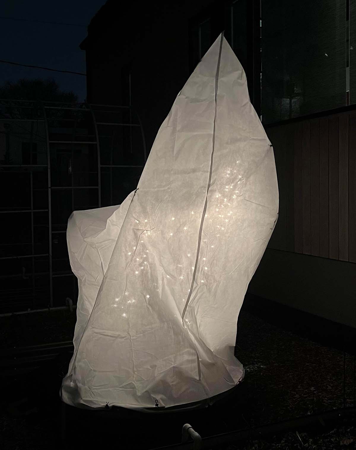 How to protect fruit trees from frost by covering a tree and using string lights.