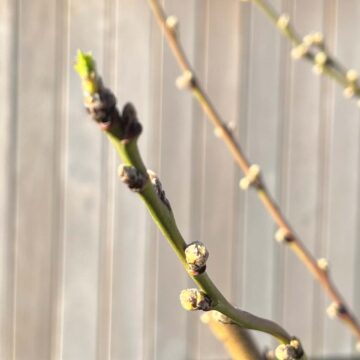Almond tree buds in April that are starting to flower but need protection from freezing temperatures and possible overnight frost.