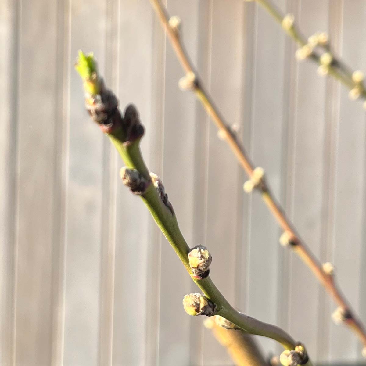 Almond tree buds in April that are starting to flower but need protection from freezing temperatures and possible overnight frost.