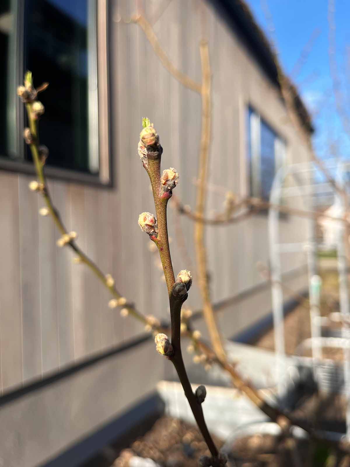 Buds breaking on a peach tree that need protection from freezing temperatures