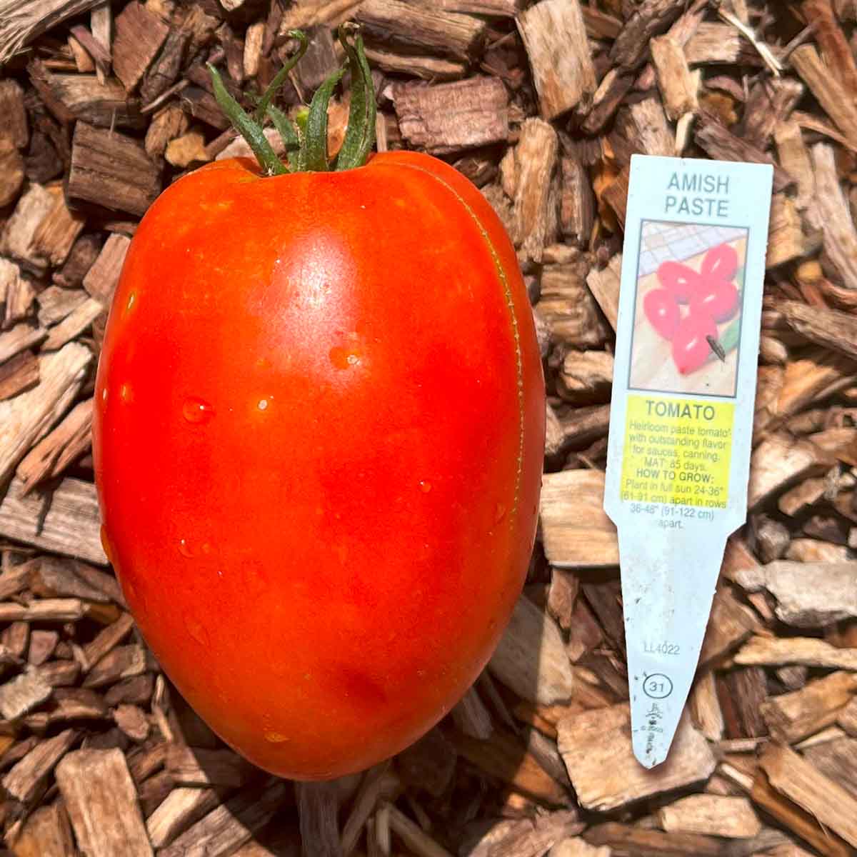 Amish Paste tomato on a mulch background, weighs about 12 ounces. The best tomato for making paste.