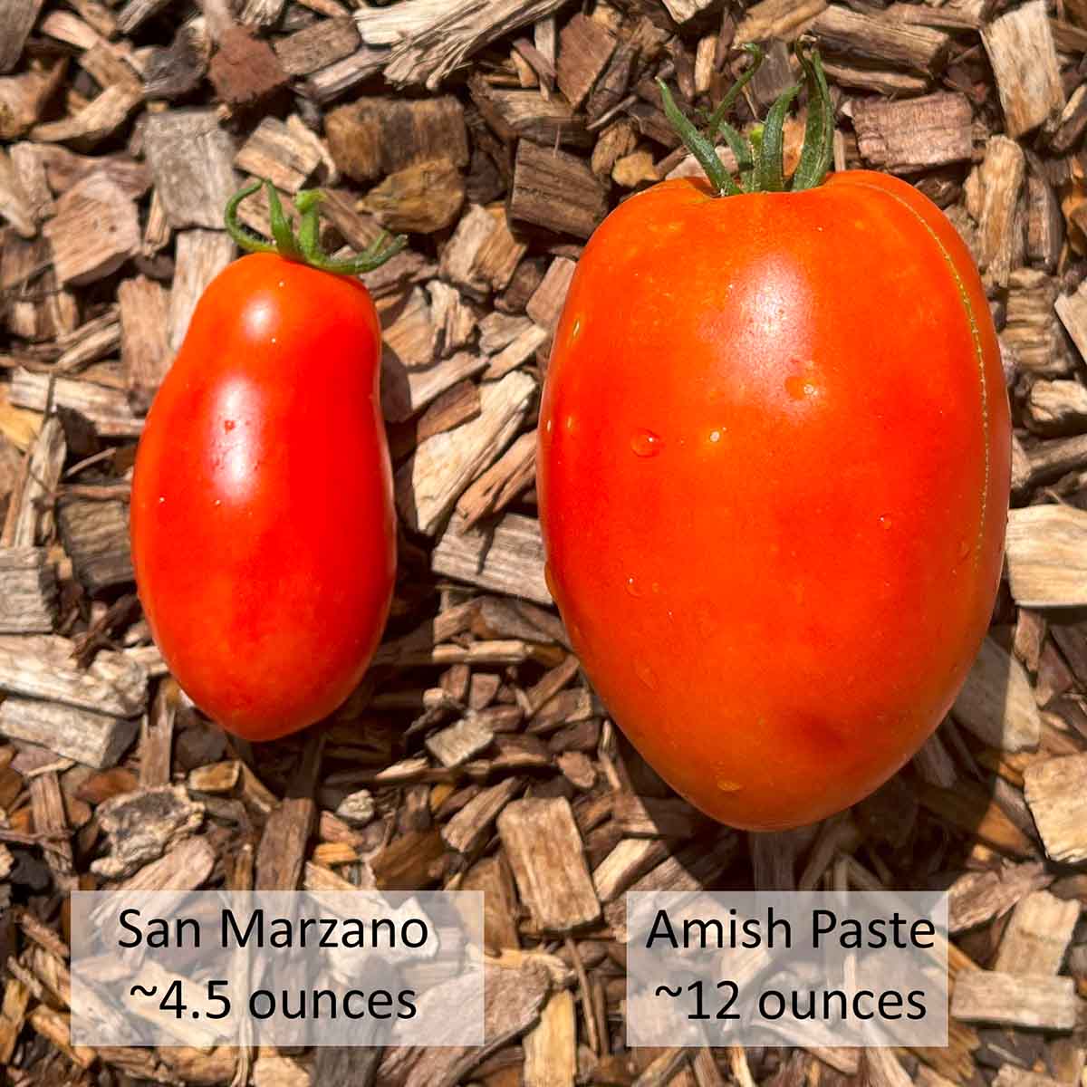 Two paste tomatoes side-by-side: San Marzano at 4.5 ounces on the left, Amish Paste at 12 ounces on the right.