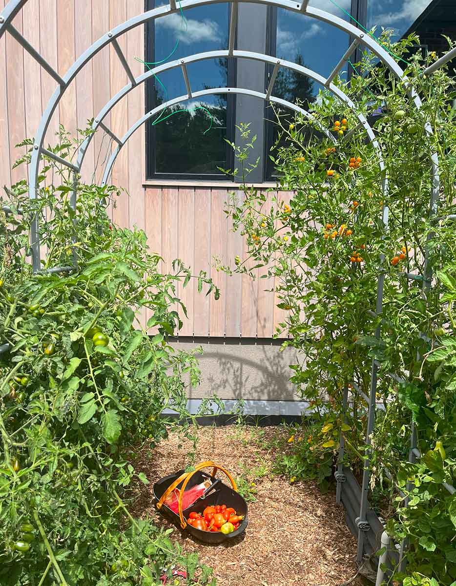 Indeterminate tomatoes growing up a trellis in the garden