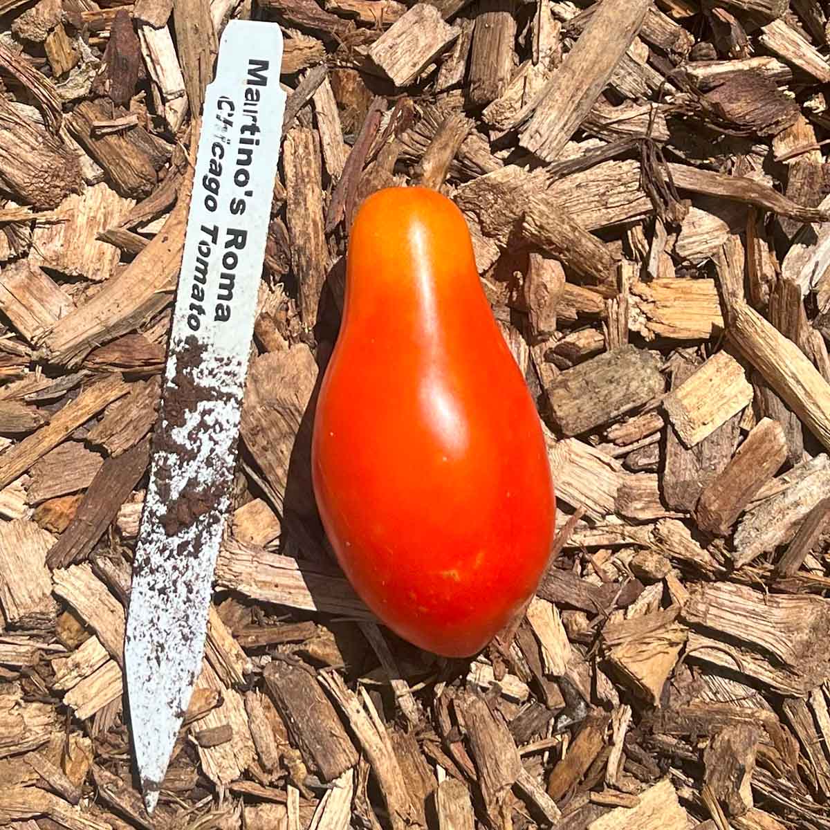 Small Martino's Roma tomatoes grown in the garden, great for making sun-dried tomatoes and drying.