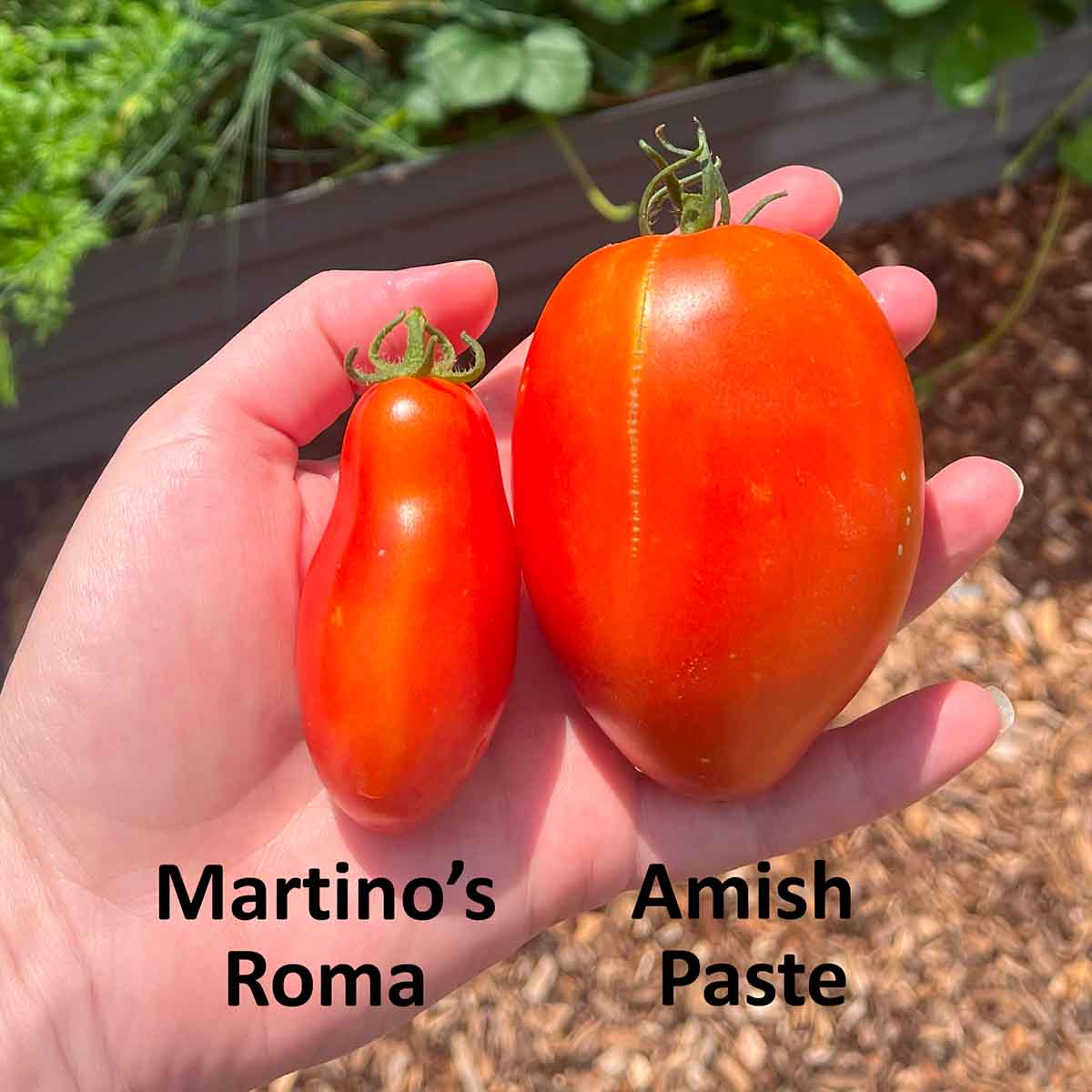 Martino's Roma tomato on the left at about 3 ounces, good for sun-dried tomatoes. Amish Paste tomato on the right at about 8 ounces, good for making tomato sauce.