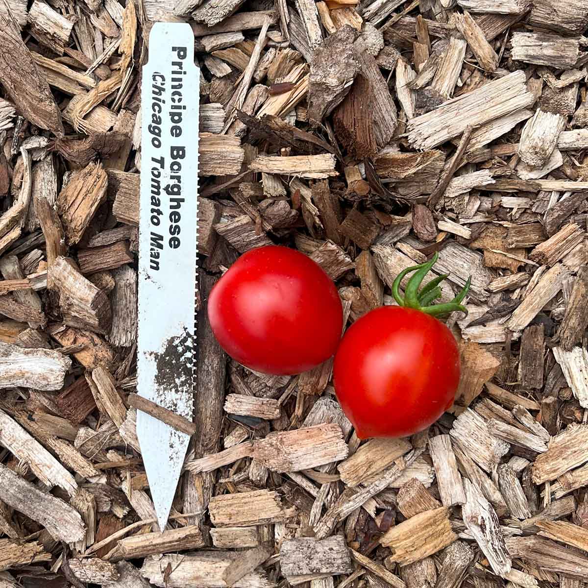 Principe Borghese tomatoes are the best tomato variety to grow for making sun-dried tomatoes. On a mulched garden background.