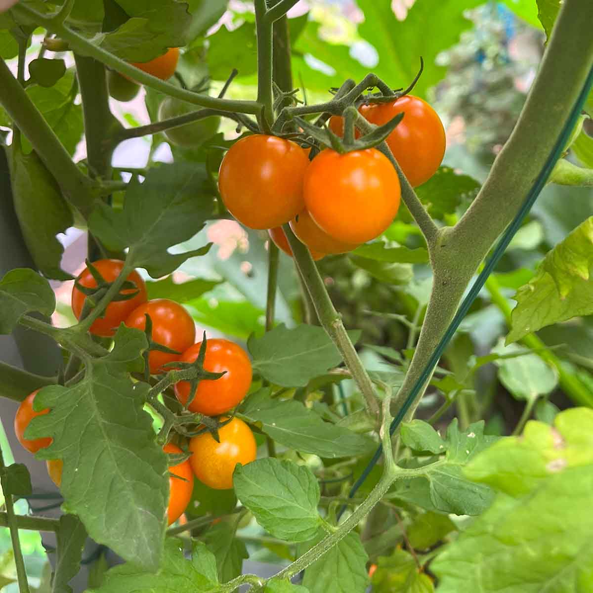 Sungold cherry tomatoes growing in the garden