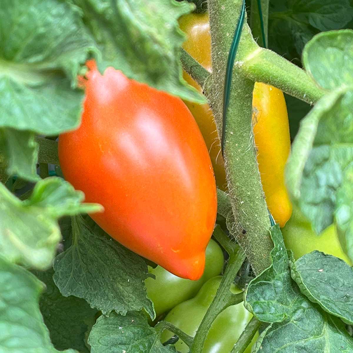 A ripening paste tomato on a single plant