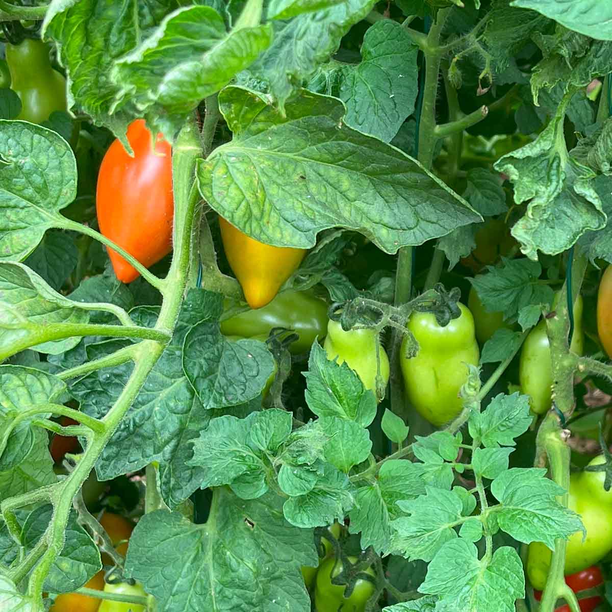San Marzano paste tomatoes growing in the garden
