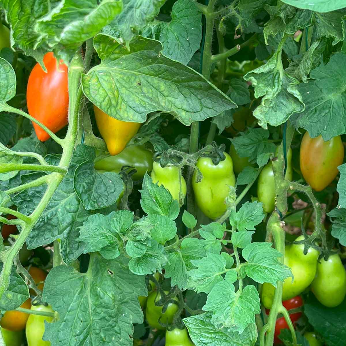 San Marzano paste tomatoes growing in the garden, in various stages of ripening