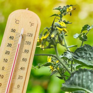 A thermometer showing temperatures above 95F degrees, next to a tomato plant and pepper plants in the background.
