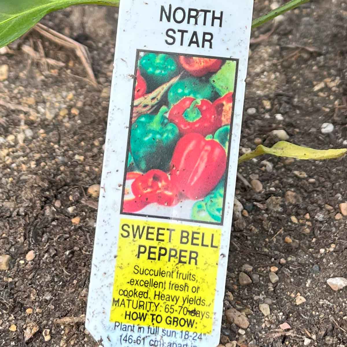 North Star bell pepper plant tag with spacing and days to maturity.