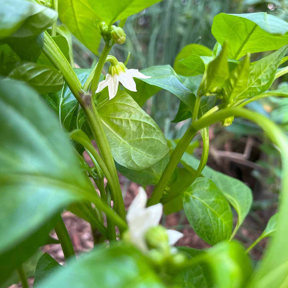 Bell pepper flowers