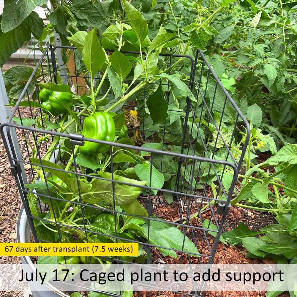 A caged bell pepper plant to support it during the maturation growth stage. 