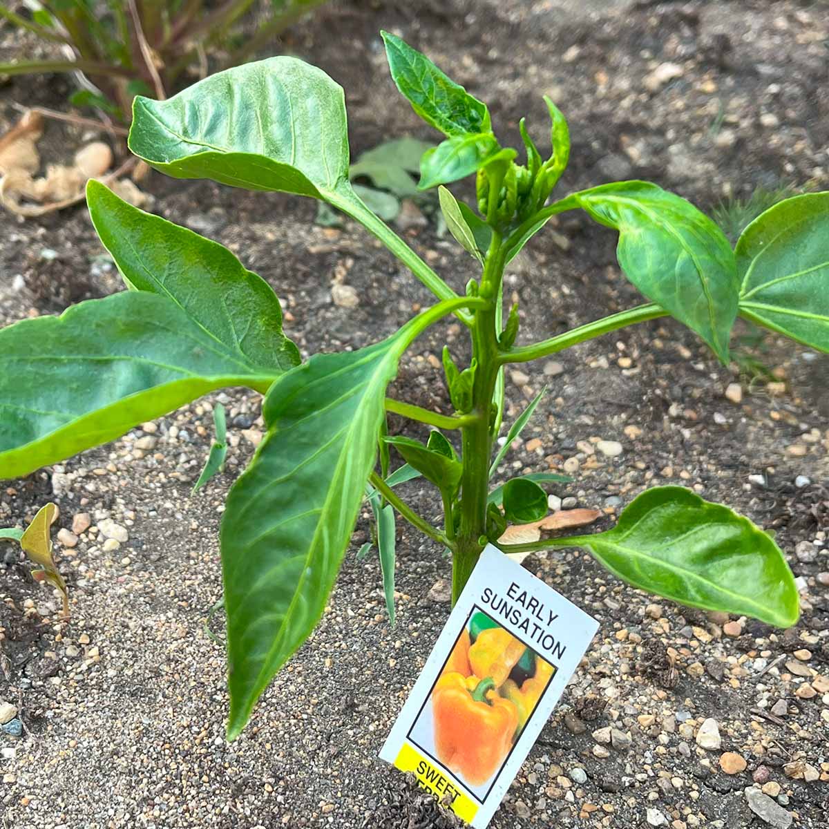 Bell pepper plant, Early Sunsation, for the midwest