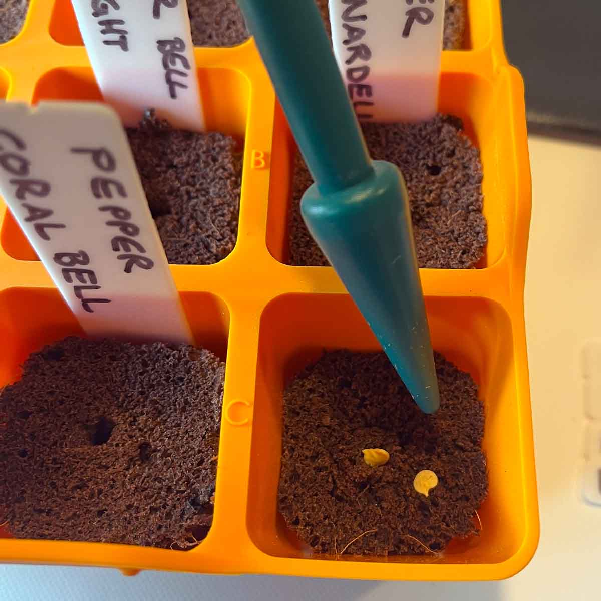 Starting bell peppers from seed