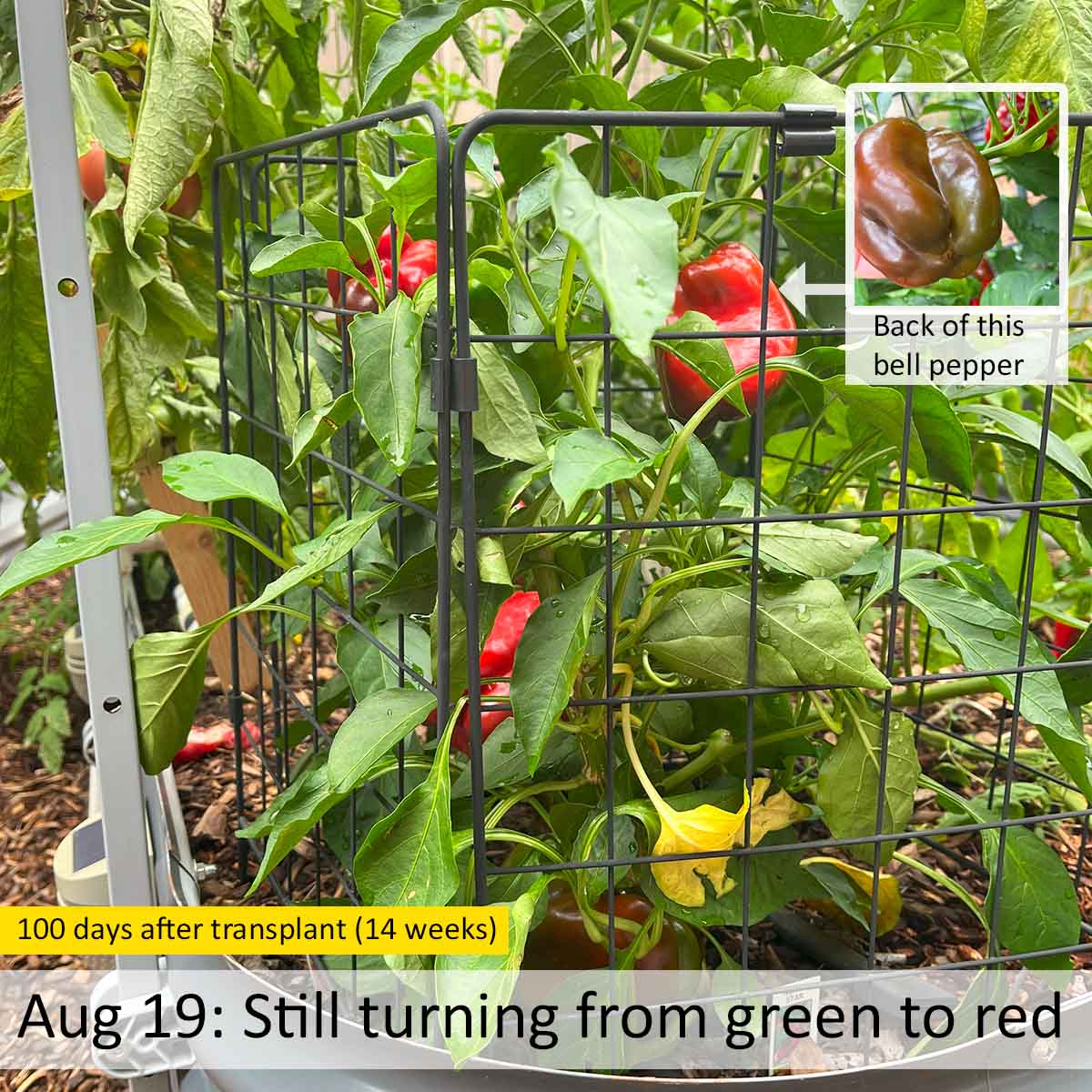 Growing red bell peppers: turning from green to red takes an extra 3 weeks. Showing partial red bells 100 days after transplant.