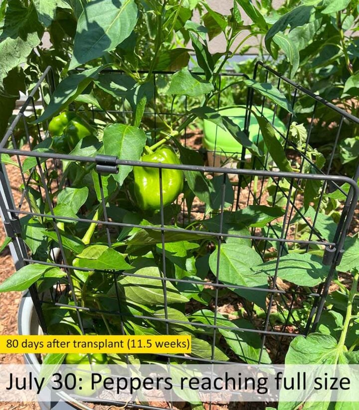When to harvest bell peppers (are they ripe yet?) - Ask The Food Geek