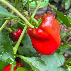How to grow red bell peppers in the garden, showing a bright red bell pepper