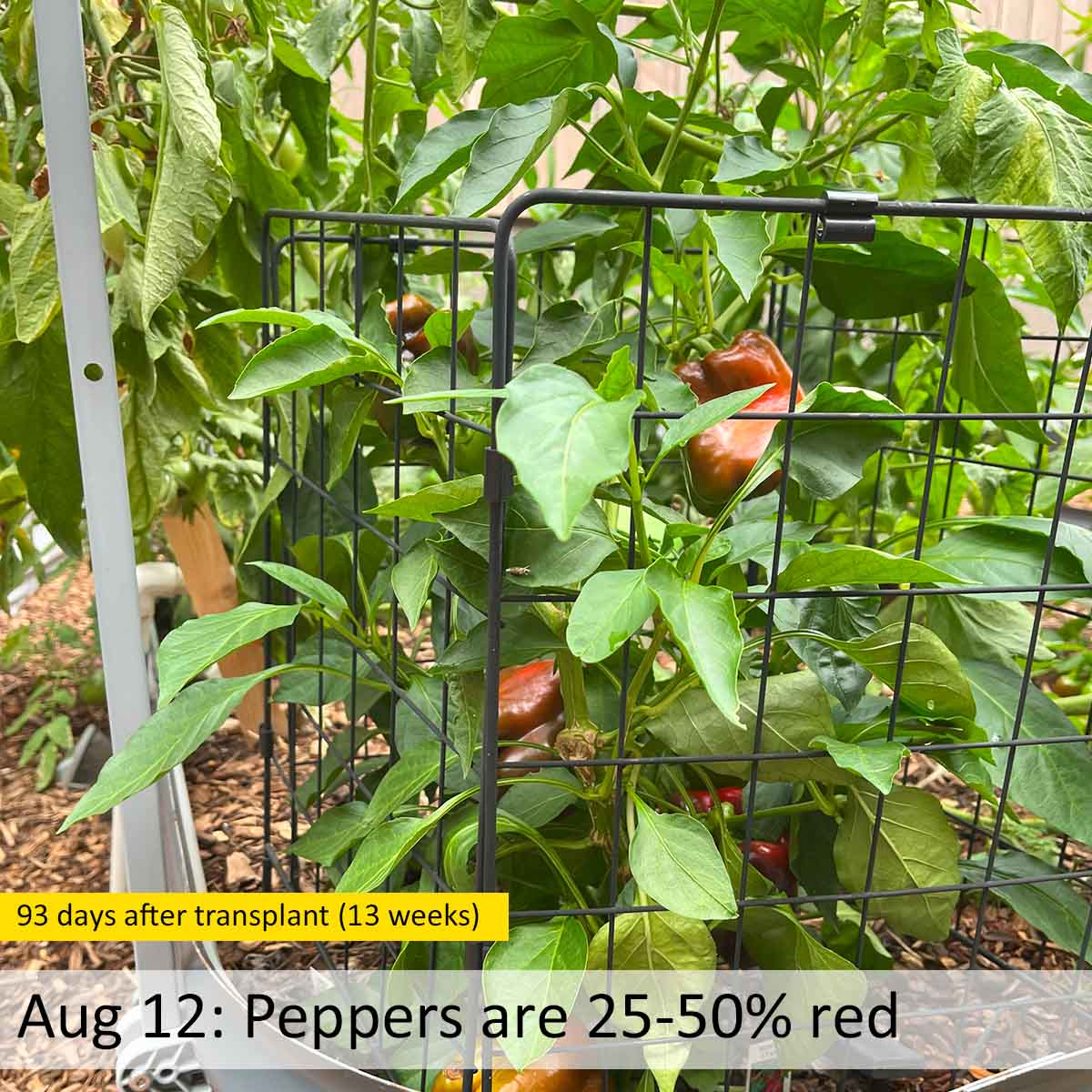Growing bell pepper plants: changing from green to red 93 days after transplant during the ripening stage.