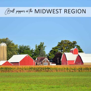 A midwest landscape with text that says "How to grow bell peppers in the Midwest region."