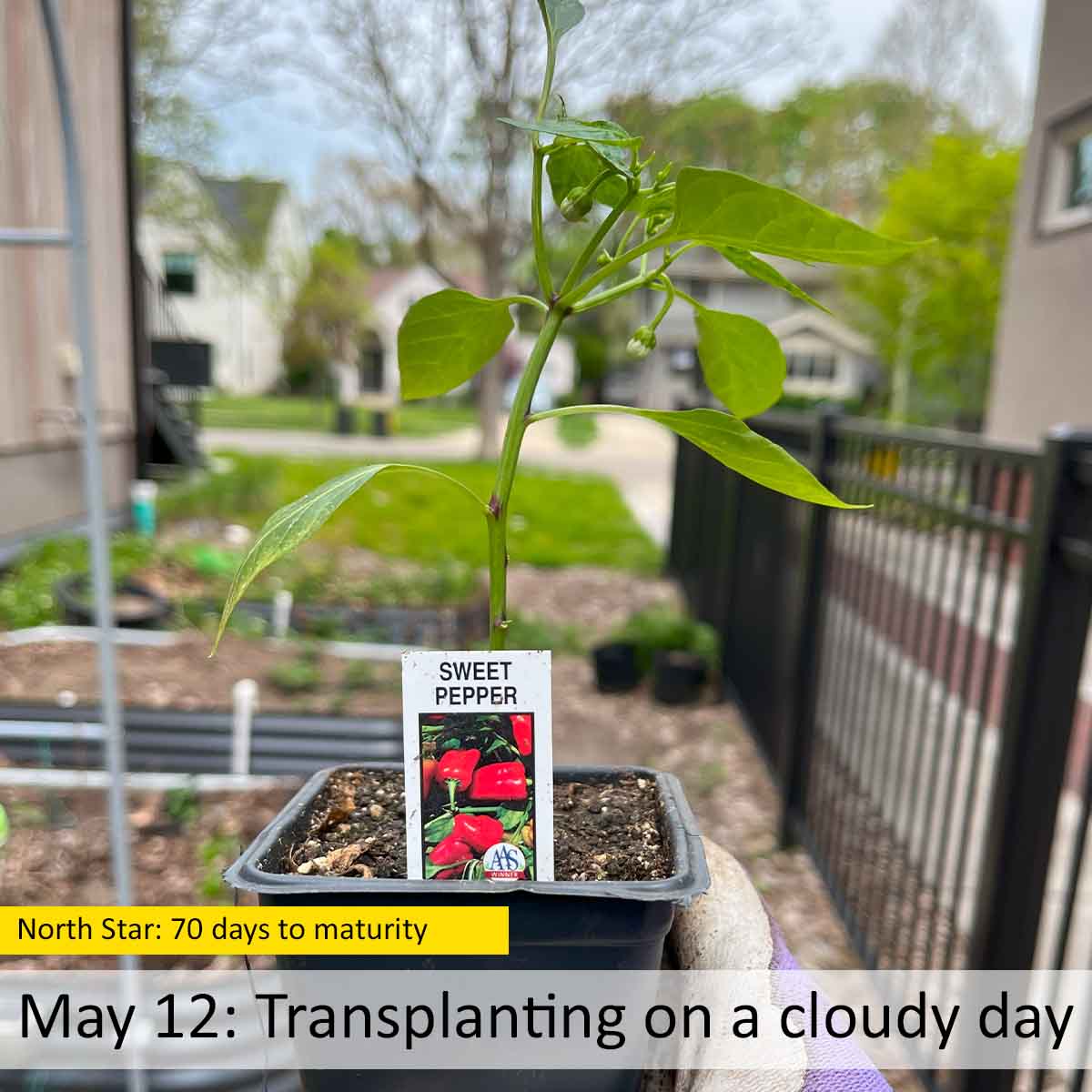 Transplanting bell peppers on a cloudy day, set to track plant stages.
