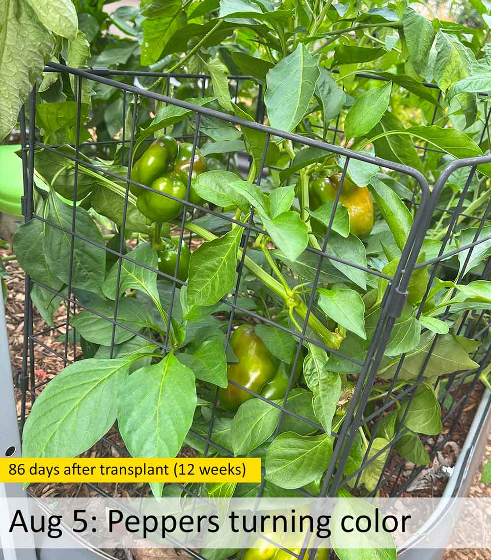 Ripening stage: first signs of turning from green to red, 12 weeks after transplant
